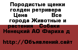 Породистые щенки голден ретривера › Цена ­ 25 000 - Все города Животные и растения » Собаки   . Ненецкий АО,Фариха д.